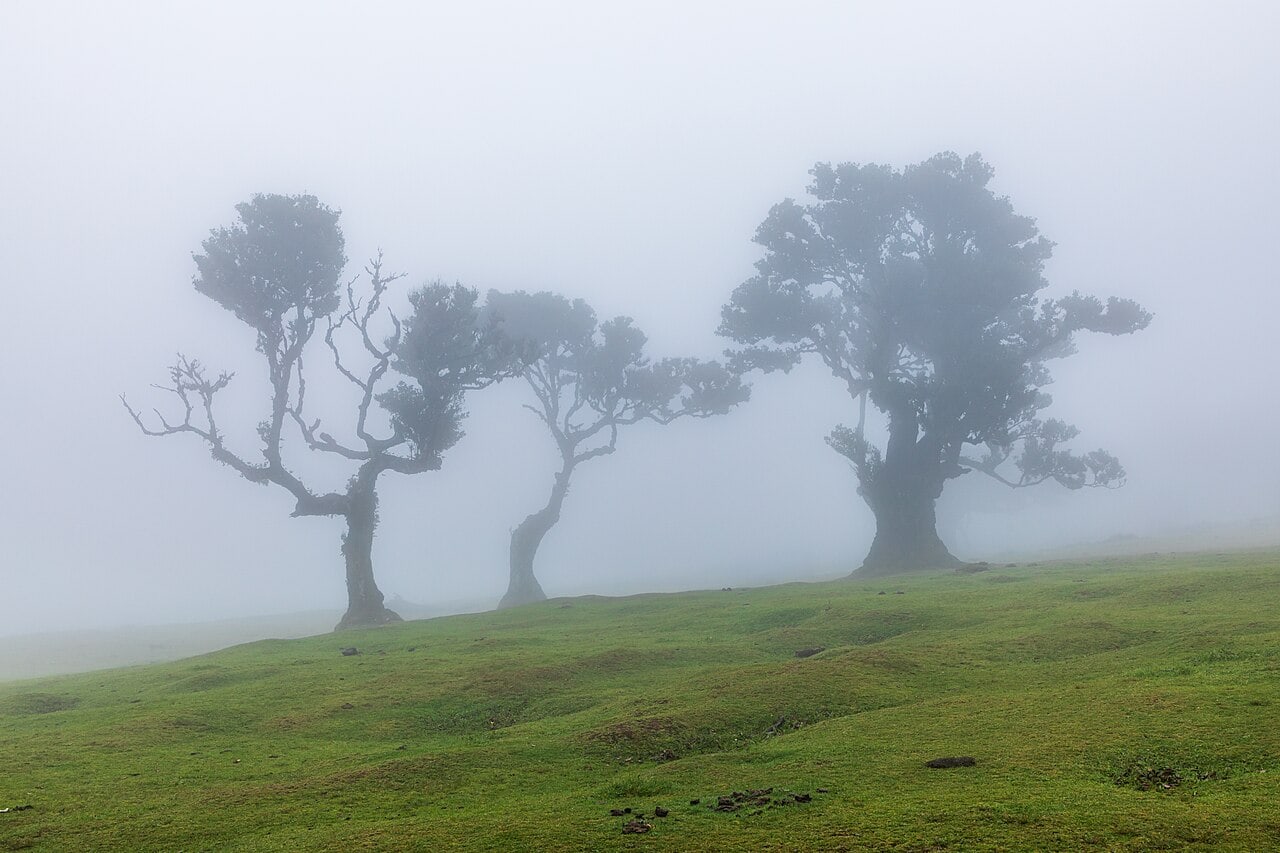 Twisting laurel trees emerge from mist at Fanal, with open grass to cross on a forest walk.